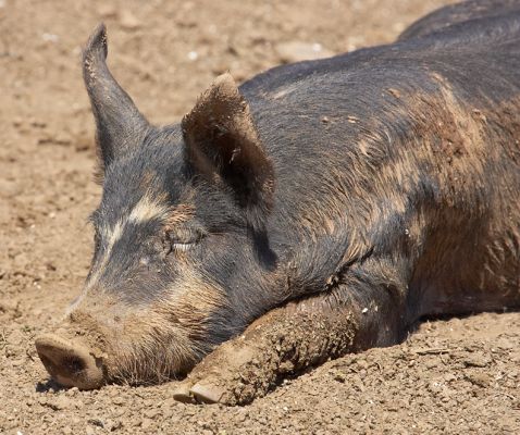 Snoozing
Keywords: Berkshire pig