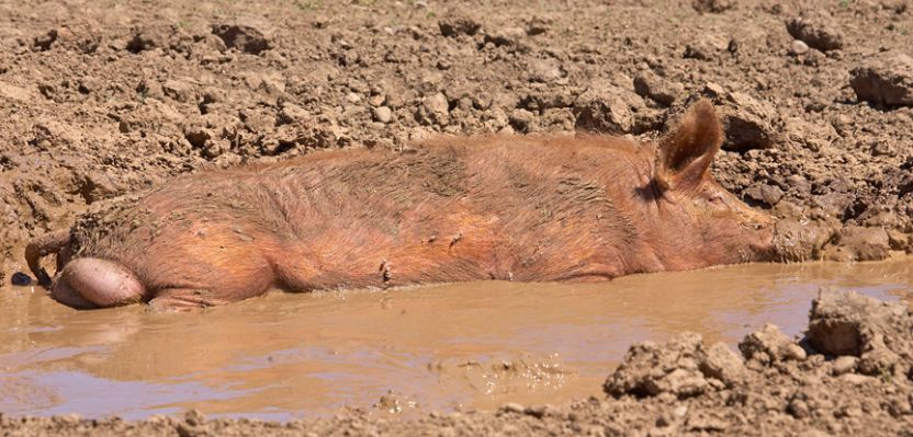 The only way to cool off on a hot day
Schlüsselwörter: Tamworth pig mud pond hot
