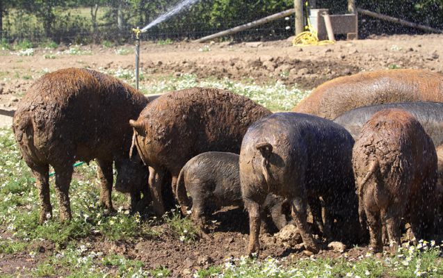 Bums away
Keywords: Tamworth Berkshire pig