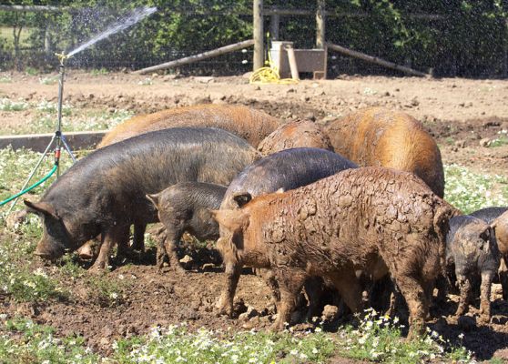 Communal shower
Ключові слова: Tamworth Berkshire pig