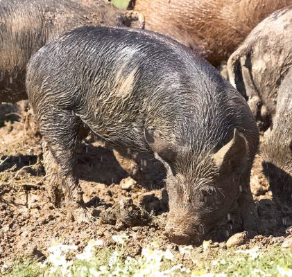 I'm sure there's a nugget of food in here
Keywords: Berskhire Tamworth pig