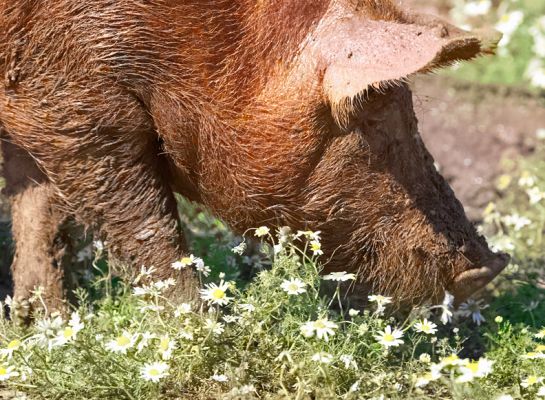 Mmmmm, these flowers smell good
Keywords: Tamworth pig