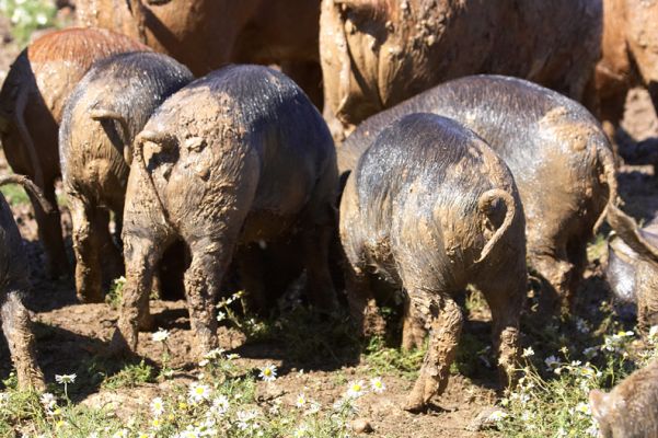 A bevy of bums
Ключові слова: Tamworth Berkshire pig