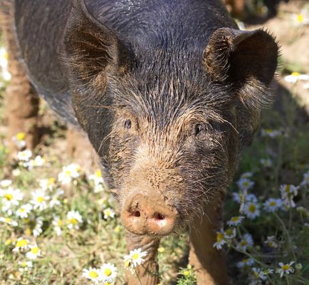 What you looking at?
Ключові слова: Berkshire pig