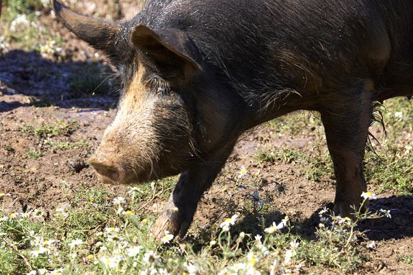 I think I'll find some food over there
Ключові слова: Berkshire pig