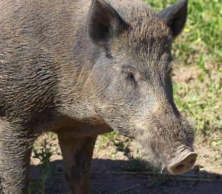 It's as hot here as it is at home
Ključne besede: Wild boar