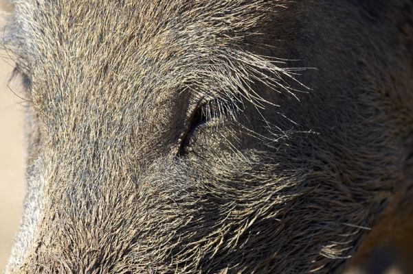 Eye eye
Anahtar kelimeler: Wild boar