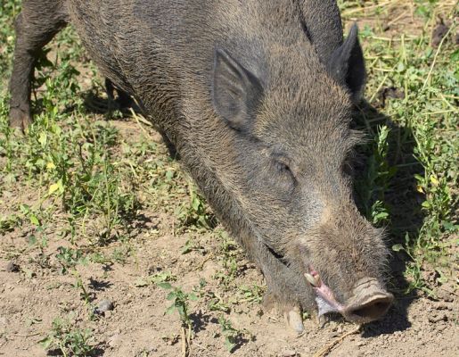 Think I'll just lie down and take a rest
Ключови думи: Wild boar