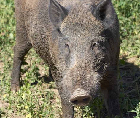 What are those Tamworth and Berkshires up to?
Anahtar kelimeler: Wild boar