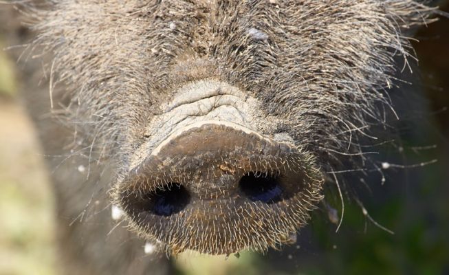 Yeah, I know, I'm nosy
Palabras clave: Wild boar