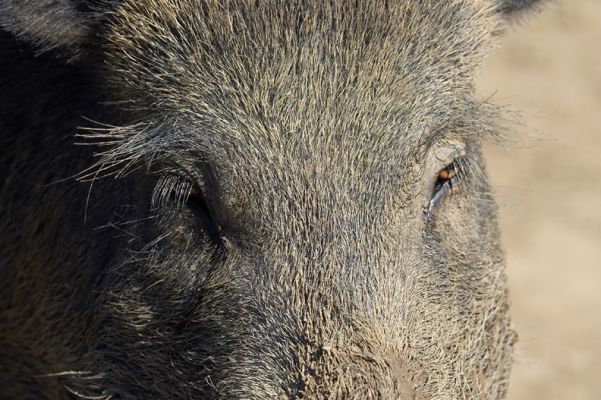 I'm keeping my eye on you
Ключові слова: Wild boar