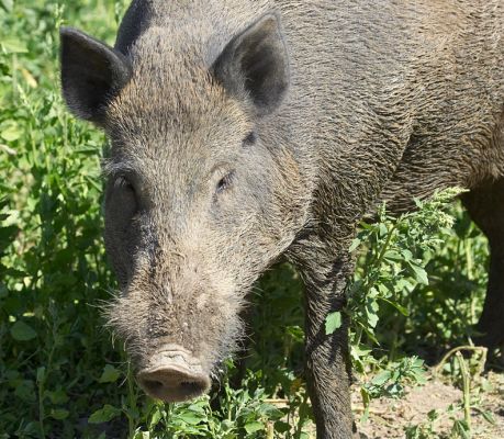Wot, you don't expect to see wild boar in England
Schlüsselwörter: Wild boar
