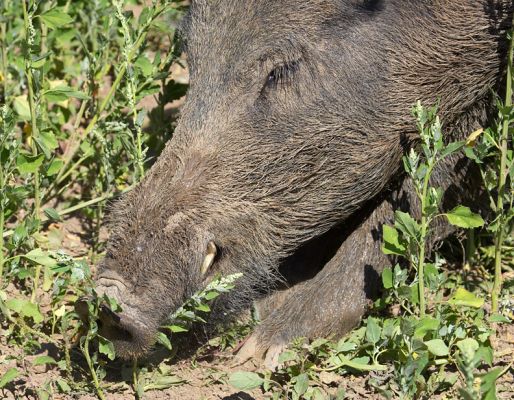 Even we need to take a break some time
Schlüsselwörter: Wild boar