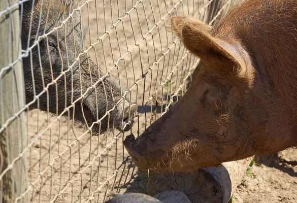 How do you do
Tamworth meets wild boar
Keywords: Tamworth Wild Boar pig