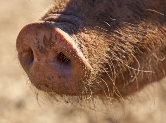 Snout wrong with my nose
Ключови думи: Tamworth pig