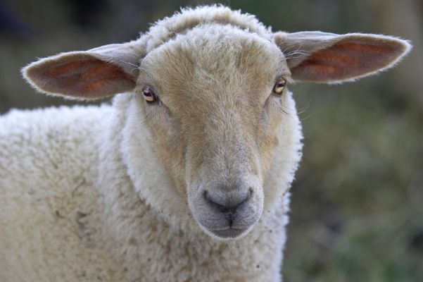 I'm as cute as any of those dogs
Ключові слова: Sheep ewe