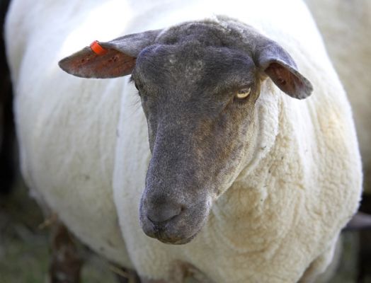What ewe looking at?
Keywords: Sheep ewe