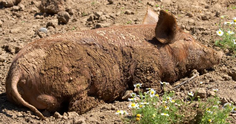 Dreamin'
Palabras Clave: Tamworth pig