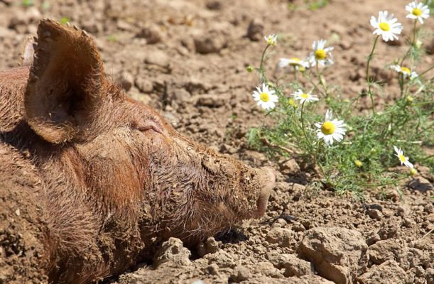 Daisies are better than an apple in my mouth!
Ключевые слова: Tamworth pig