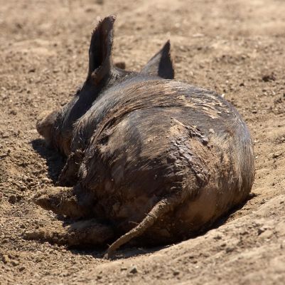 Isn't this good camouflage!
Anahtar kelimeler: Berkshire pig