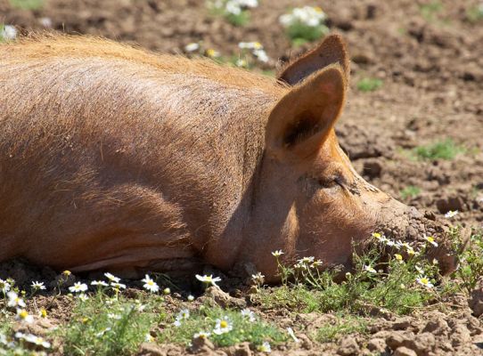 I'm done rootin'
Ključne besede: Tamworth pig