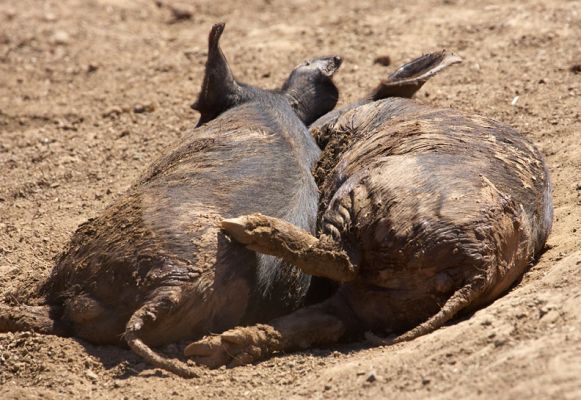 Two's company
Keywords: Berkshire pig