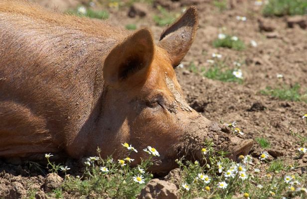 Yes, I'm wearing my factor 31
Ključne besede: Tamworth pig