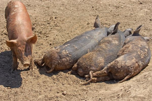 All those Berkshires do is sleep
Keywords: Tamworth Berkshire pig