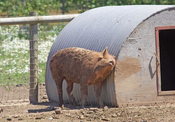 Ooh, that's soooooooooo good
Ключові слова: Tamworth pig