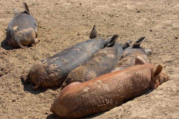 Siesta time
Ключові слова: Tamworth Berkshire pig