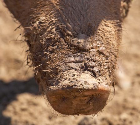 Mud is my version of factor 31
Keywords: Tamworth pig