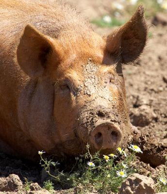 I just love sunbathing
Ključne besede: Tamworth pig