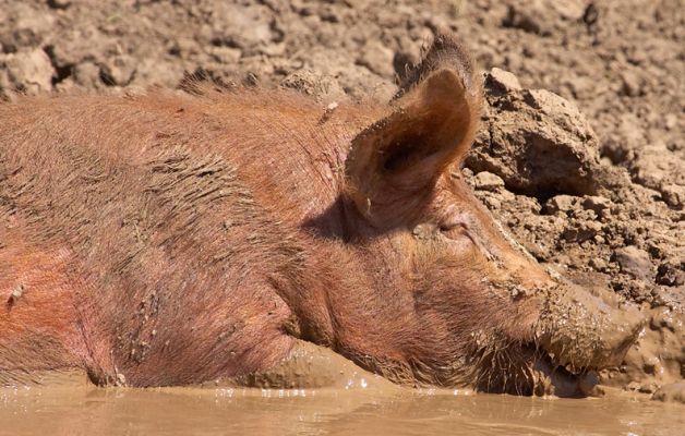 Hog's heaven
Λέξεις-κλειδιά: Tamworth pig