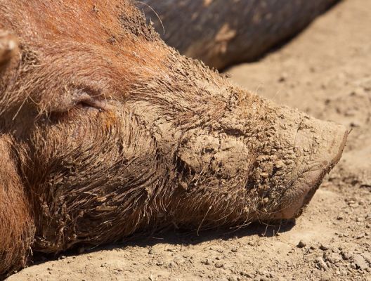 This back makes the perfect pillow
Ключові слова: Tamworth pig