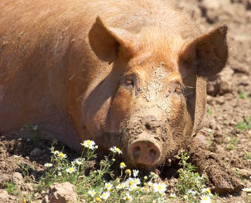 Butter wouldn't melt...........
Palabras Clave: Tamworth pig