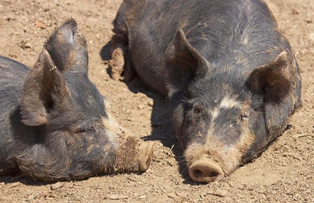 Cosy bedfellows
Ключові слова: Berkshire pig