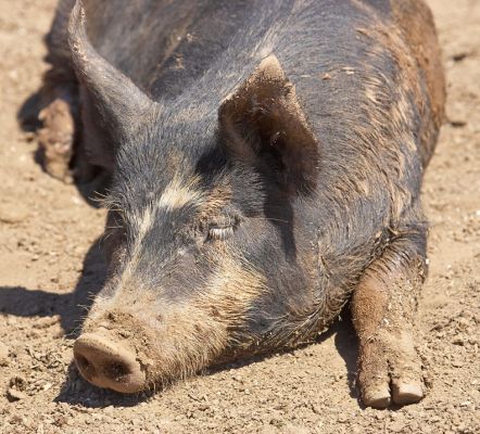 Look at my eyelashes
Keywords: Berkshire pig