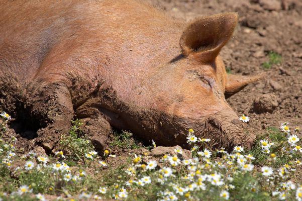 These mid-day siestas are so civilised
Keywords: Tamworth pig