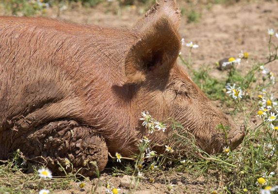Oblivious
Keywords: Tamworth pig
