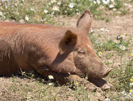 This little piggy...........
Keywords: Tamworth pig