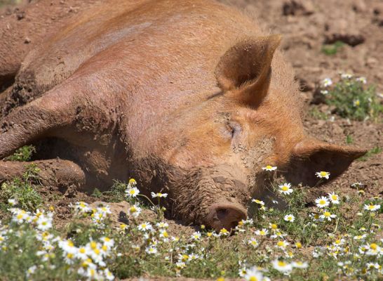 Hey, this is better than pushing up the daisies
Ключові слова: Tamworth pig