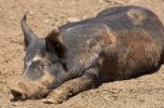 Berkshire-Pig.jpg