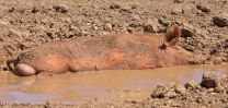 Tamworth-Pig1.jpg