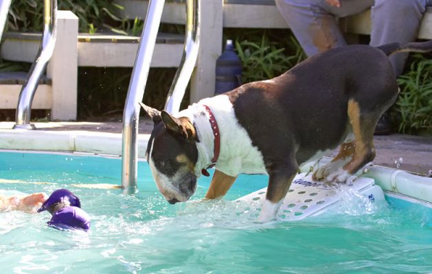 If I edge a little closer..............
Palabras clave: Tapa English Bull Terrier