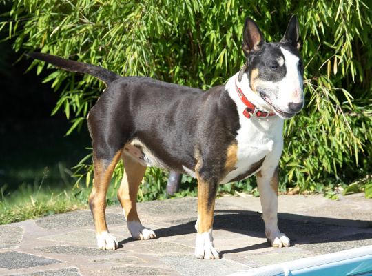 I'd love one of those toys but they're in the water!!
Ключови думи: Tapa English Bull Terrier