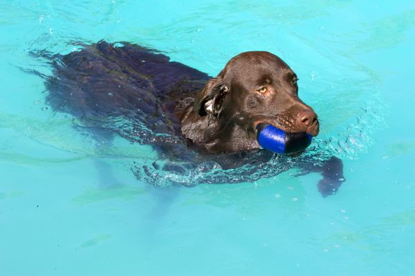 I got the ball this time
Ключові слова: George Chocolate Labrador