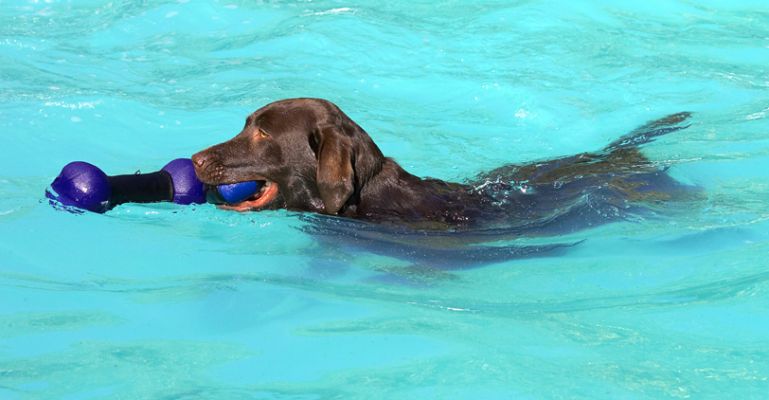 Now how do I get hold of the barbell as well?
Klíčová slova: George Chocolate Labrador