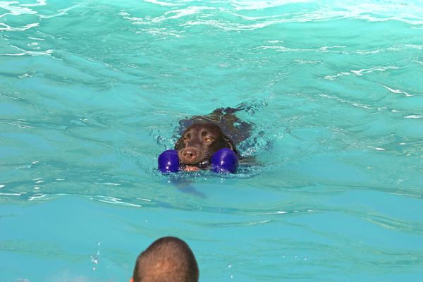 Do you know how many lengths I've done?
Ключові слова: George Chocolate Labrador