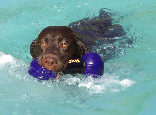 I won!
Palabras clave: George Chocolate Labrador