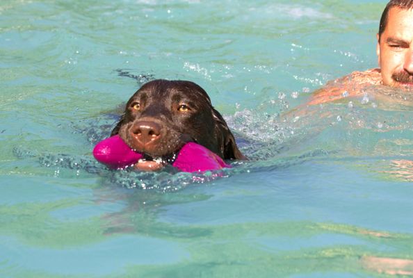 There goes George
Ključne besede: George Chocolate Labrador Zbigniew